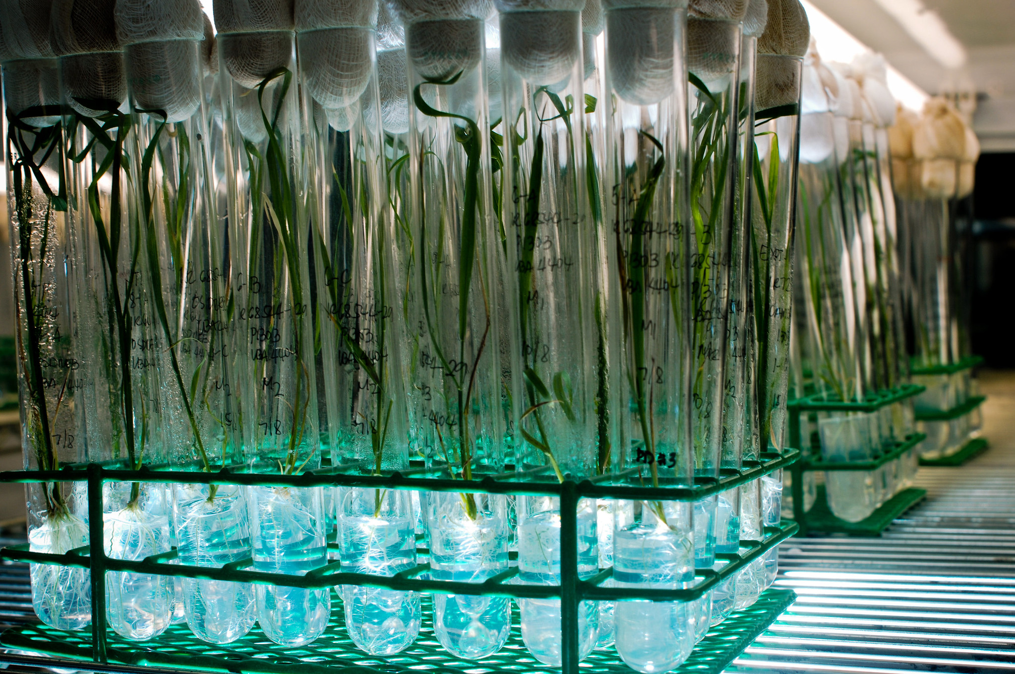 Rice plants being propagated through tissue culture. (Photo by Ariel Javellana, IRRI)