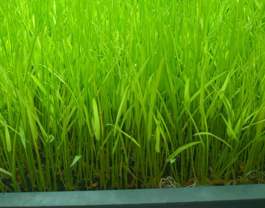 Seven-day old paddy in a hydroponics nursery. (Photo: Ayurvet Research Foundation)