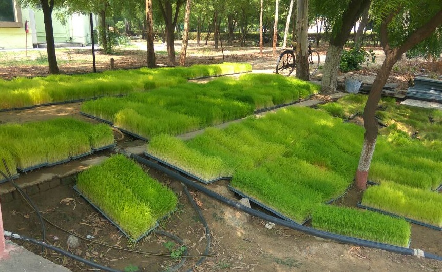 Hydroponically grown rice seedlings being acclimatized before transplanting in the field. (Photo: Ayurvet Research Foundation)