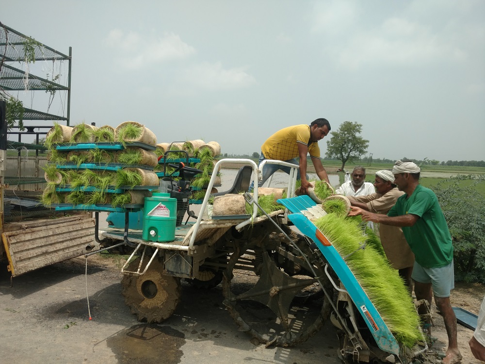 Hydroponically grown seedlings being transported to farmer's field. (Photo: Ayurvet Research Foundation)