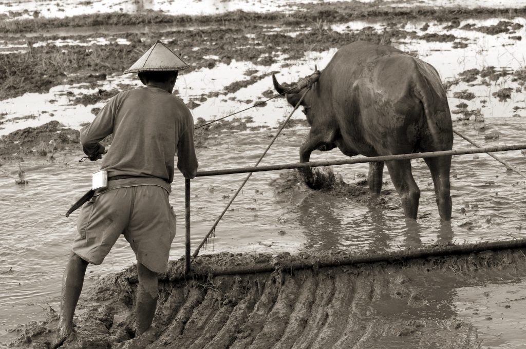 In retrospect: IRRI Annual Report 1970 – Rice Today