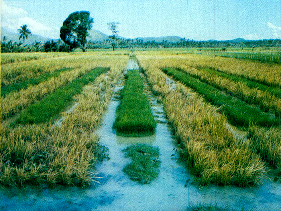 Rice tungro disease is caused by the combination of two viruses, which are transmitted by leafhoppers. It causes leaf discoloration, stunted growth, reduced tiller numbers, and sterile or partly filled grains. (Photo: IRRI)