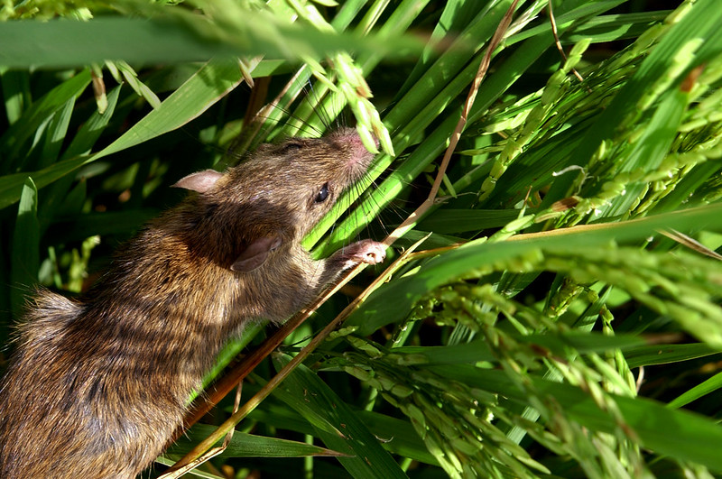 In Southeast Asia, rodents cause preharvest rice yield losses of 5‒10% on average by feeding on the emerging panicles and maturing grains. (Photo: IRRI)