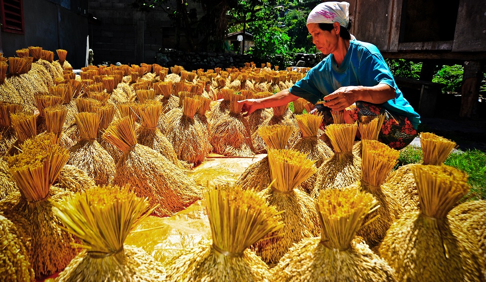  An heirloom rice farmer prepares the harvested grain for storage. (Photo by Isagani Serrano, IRRI)