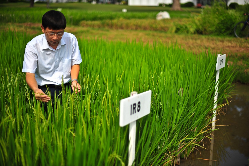 Former IRRI crop physiologist Dr. Shaobing Peng inspects IR8 plants grown at the institute's headquarters in the Philippines. (Photo by Chris Quintana, IRRI)