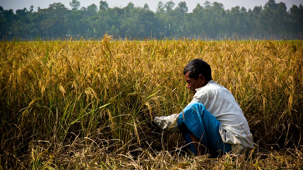 The Rice Processing Industry In Nepal Constraints And Opportunities 