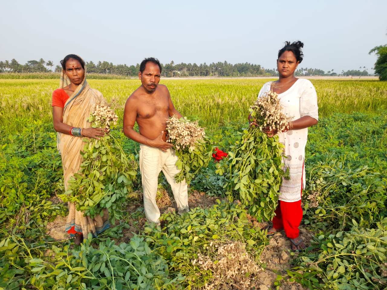 Shri Ganesh Kandi (middle) and family members show the plant growth and yield produced by mechanically sown Kadiri-groundnut at his the demo farm. (Photo: DSR Odisha Project/IRRI India).