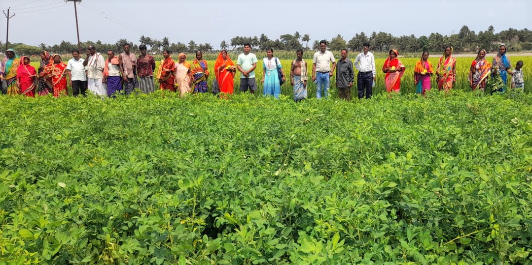 The DSR-Odisha Project organized a field day for farmers and other stakeholders at the groundnut demonstration farm on Ganesh’s land to promote the advantages of new technology, mechanization, improved varieties, and tailored agronomy (Photo: DSR Odisha Project/IRRI India)