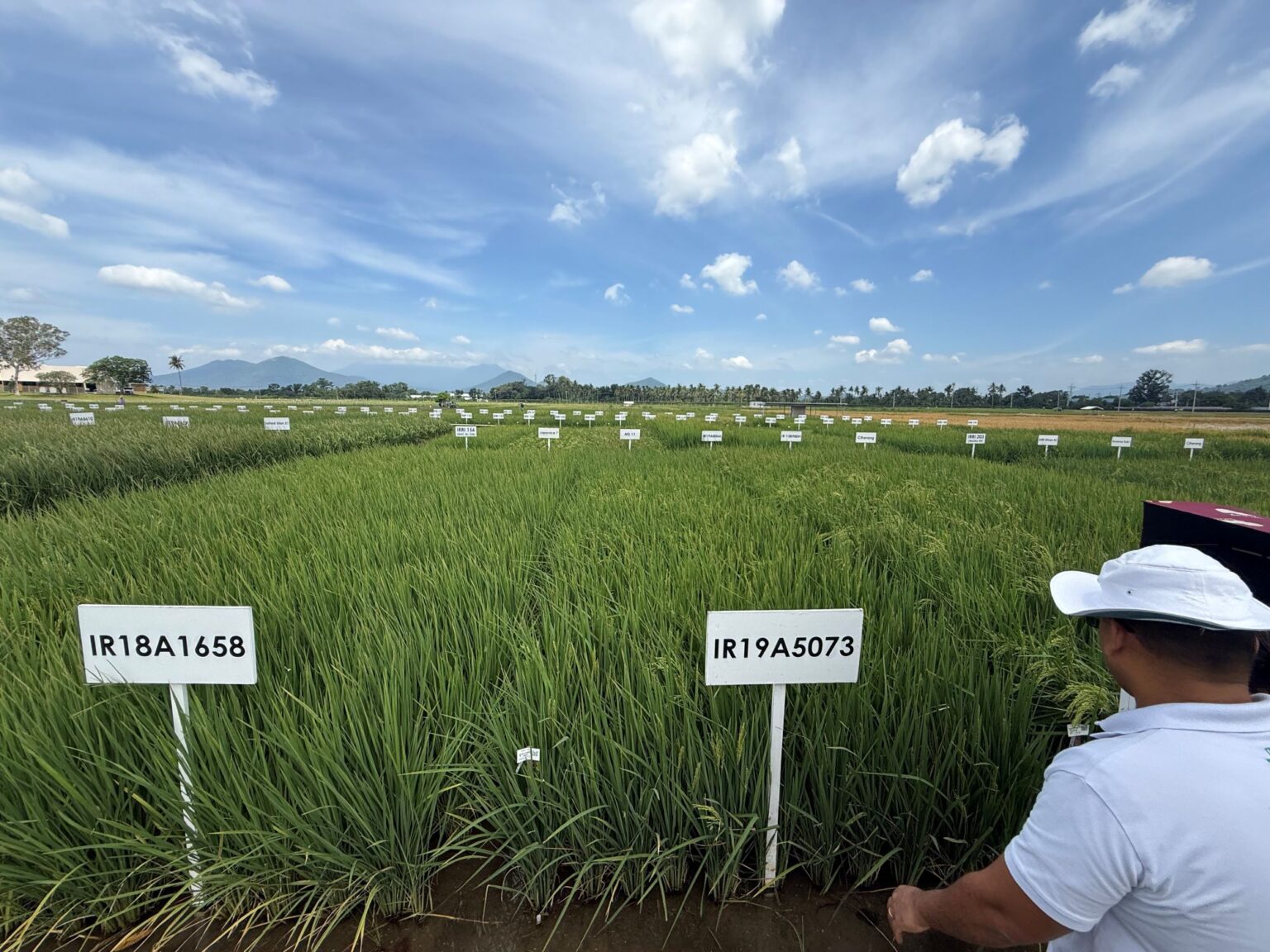 A new blueprint for crop breeding: IRRI’s OneRice Framework forges a ...