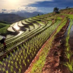 Declining agricultural research may trigger a future food crisis  01