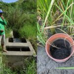 ASSORTED RICE TODAY IMAGES - 2