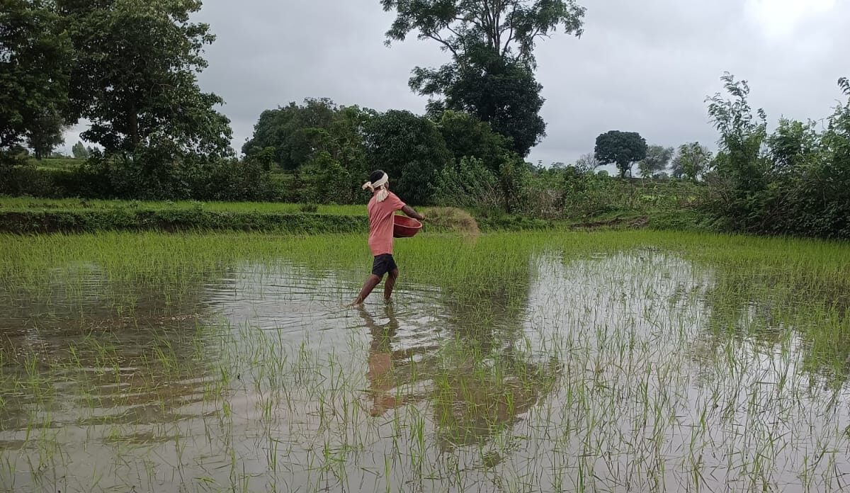 Rice Program Report Home – Rice Today