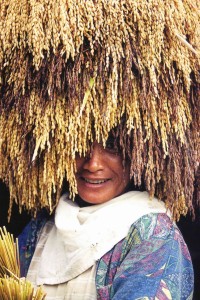 Rice Lady          