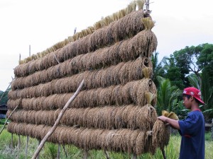 Drying rice grains uniformly stacked in Lubuagan, Kalinga.          